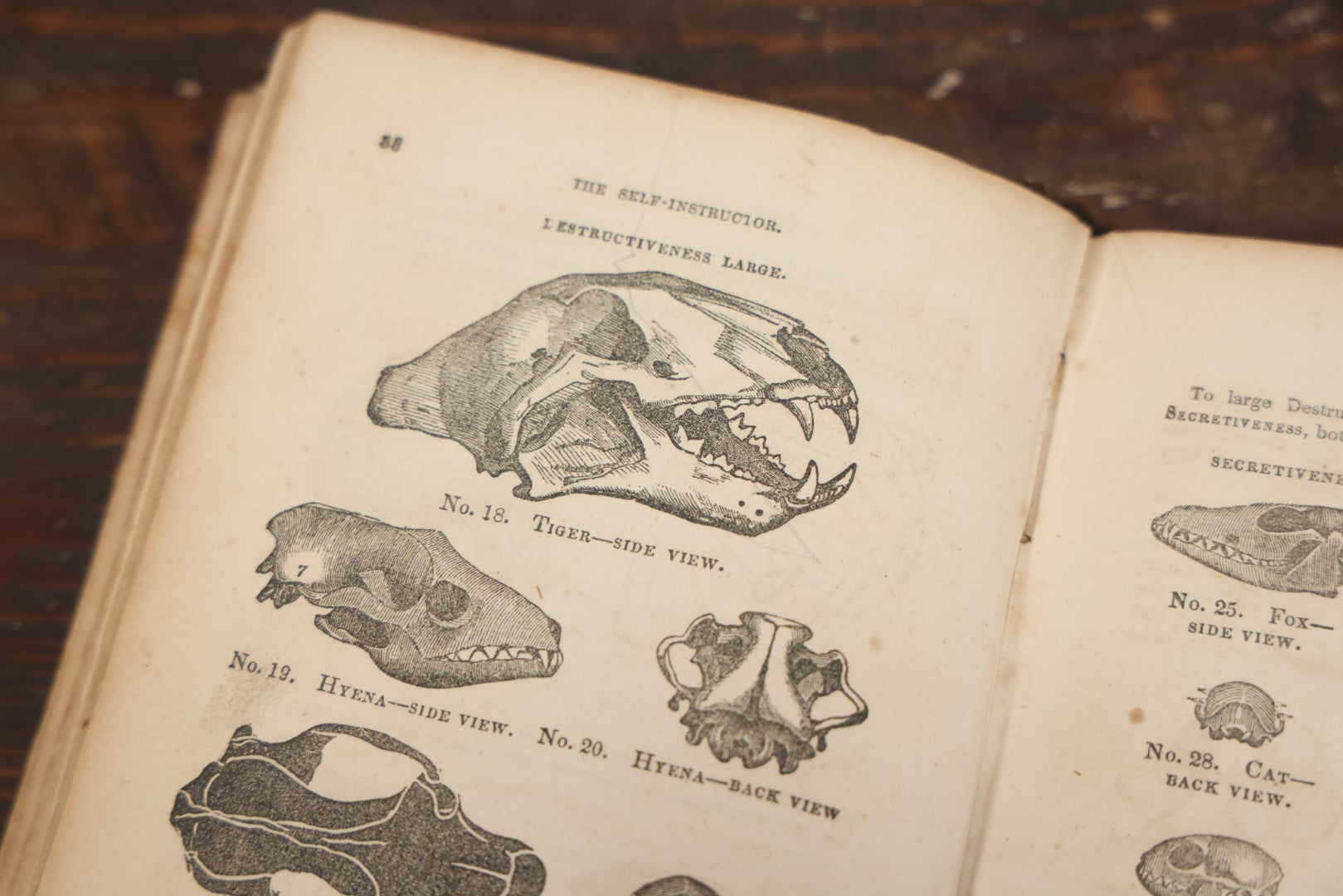 Lot 082 - "The Illustrated Self-Instructor In Phrenology And Physiology With 100 Engravings And A Chart Of The Character" Antique Book By O.S. And L.N. Fowler, 1854 Edition