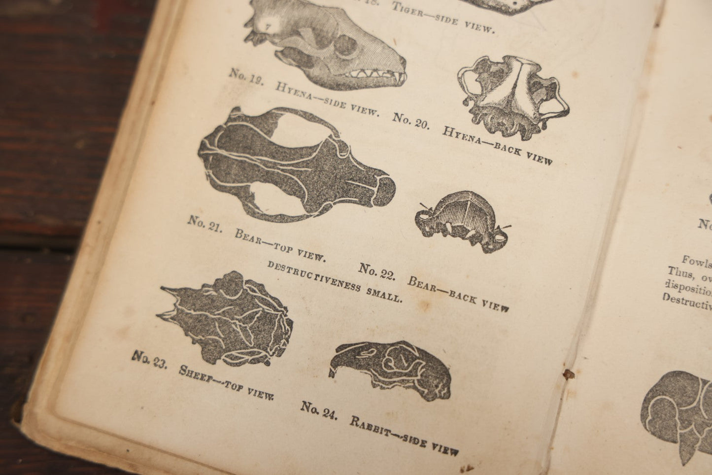 Lot 082 - "The Illustrated Self-Instructor In Phrenology And Physiology With 100 Engravings And A Chart Of The Character" Antique Book By O.S. And L.N. Fowler, 1854 Edition