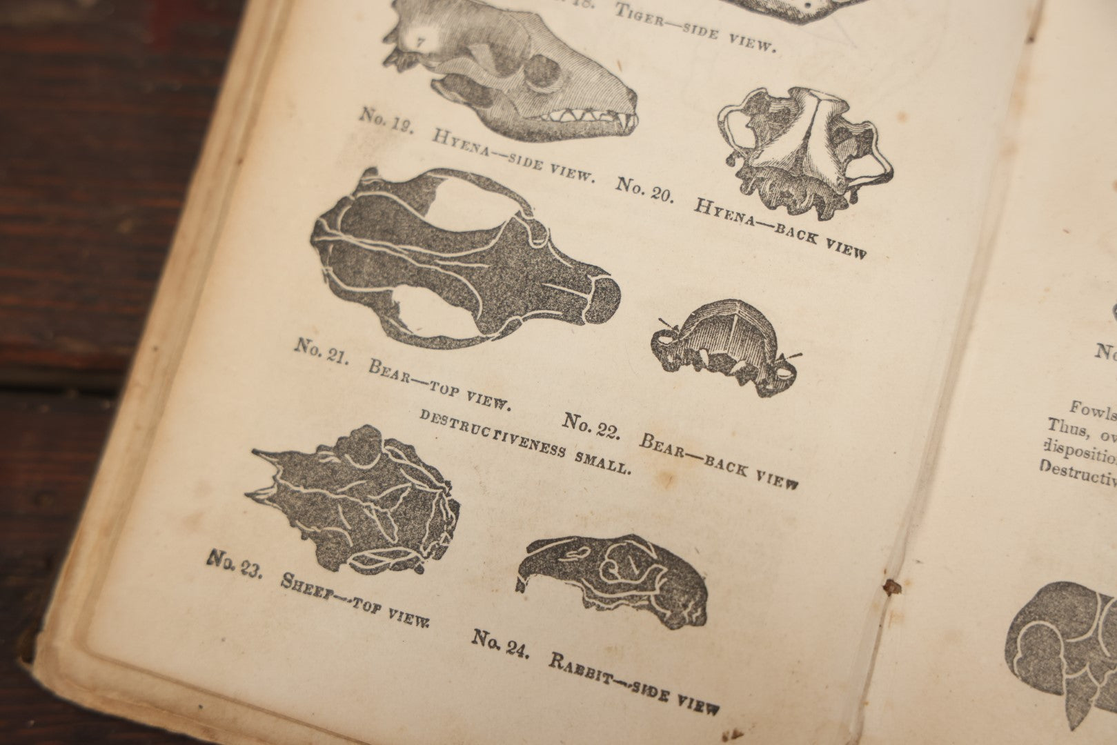 Lot 082 - "The Illustrated Self-Instructor In Phrenology And Physiology With 100 Engravings And A Chart Of The Character" Antique Book By O.S. And L.N. Fowler, 1854 Edition