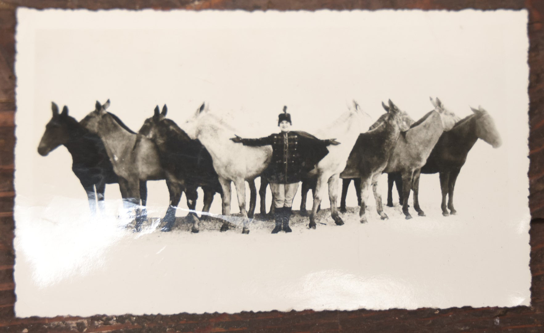 Lot 108 - Antique Snapshot Photograph Of Mabel Mach And Her Circus Mules, Wilmington Ohio, With Stamp From Marion W. Organ, Circusiana Dealer