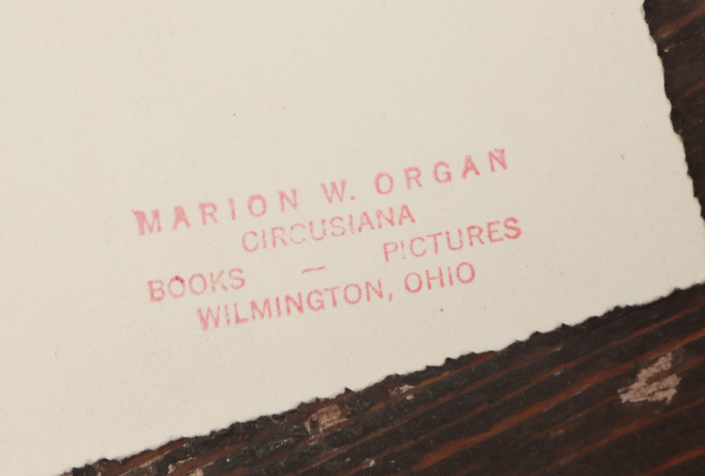 Lot 108 - Antique Snapshot Photograph Of Mabel Mach And Her Circus Mules, Wilmington Ohio, With Stamp From Marion W. Organ, Circusiana Dealer