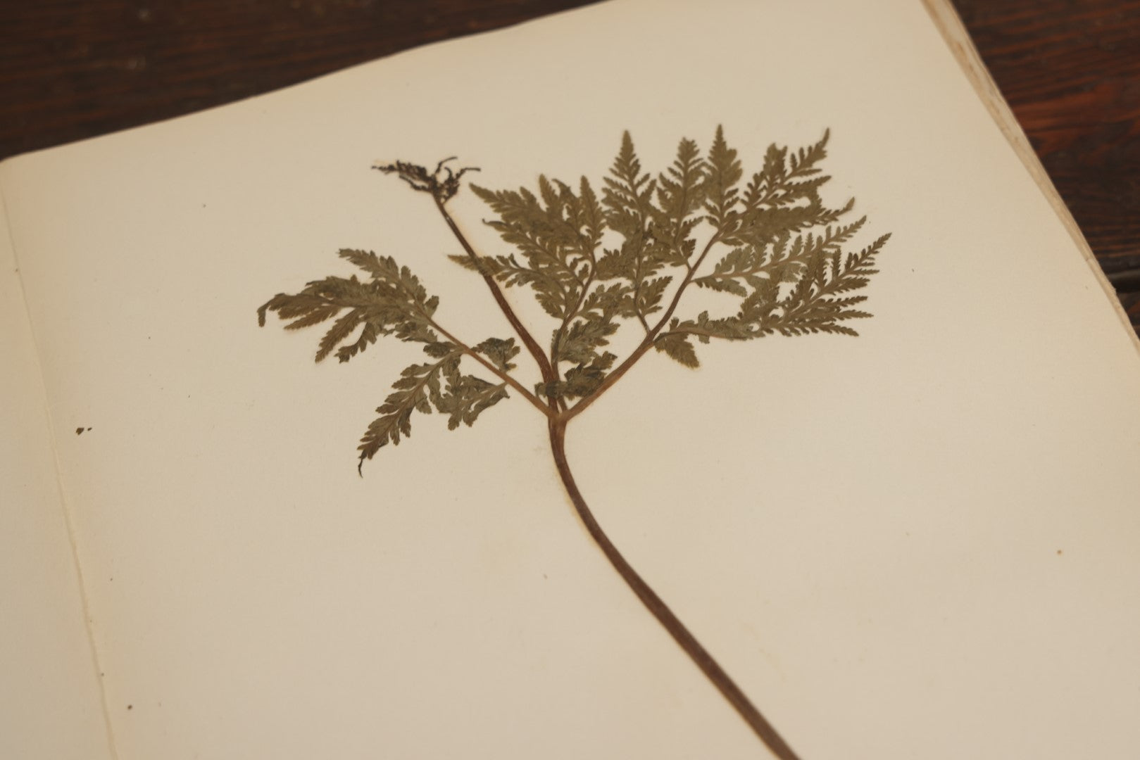 Lot 012 - Antique Herbarium And Plant Analysis Handwritten Book With Real Botanical Samples, Prepared By Ivanhoe McCollum, Alderson Broaddus University, Philippi, West Virginia, 1916, Almost Completely Full