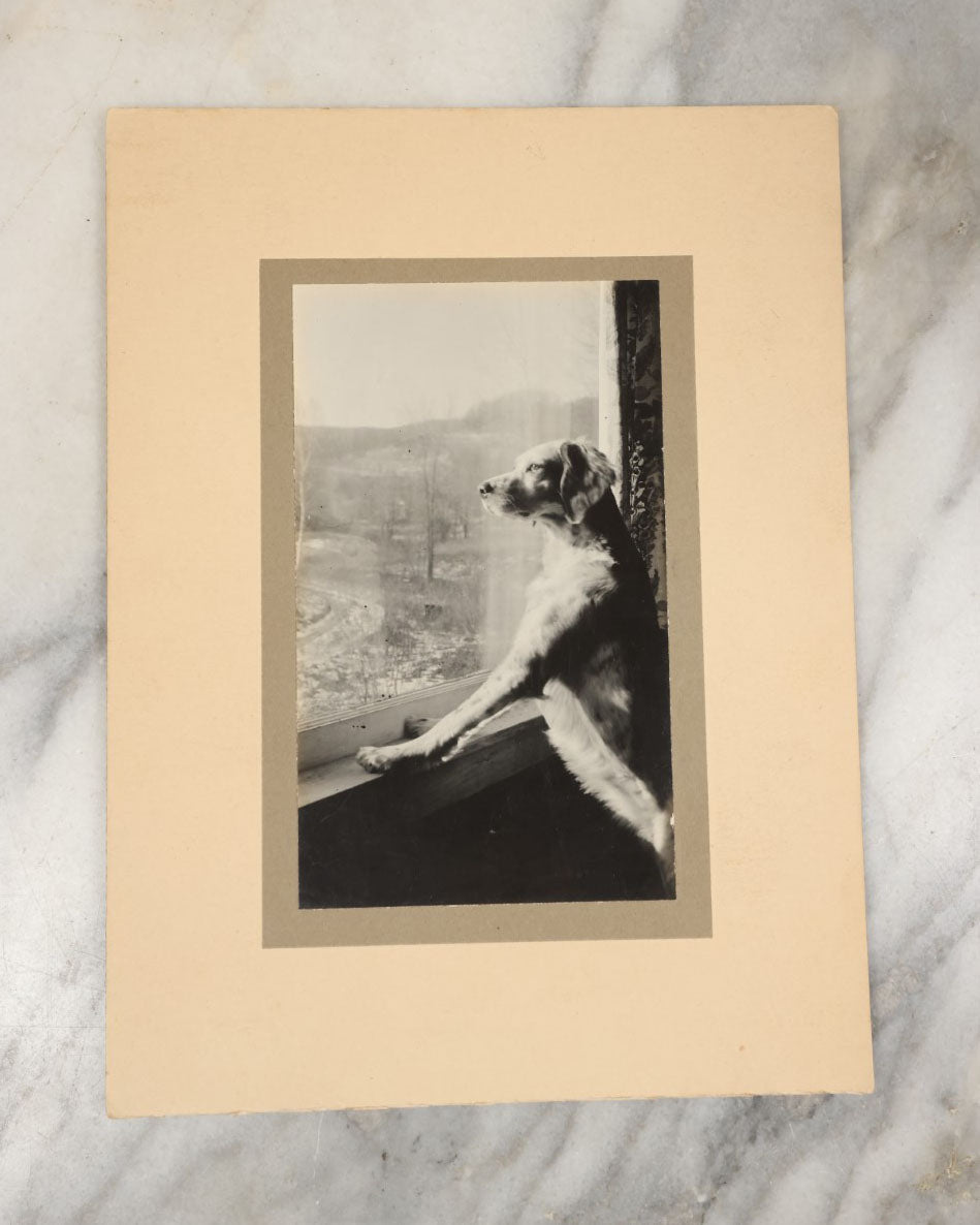 Lot 020 - Vintage Boarded Snapshot Photo Of A Wise Looking Dog Looking Out A Sunny Window, Paws On Window Sill