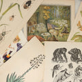 Lot 167 - Grouping Of Six Loose Natural History Bookplate Illustrations Including Mushrooms, Chimps / Apes, Insects, Birds, And More