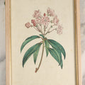 Lot 052 - Antique Hand Colored Print Of The Mountain-Laurel, "Kalmia Latifolia" Published 1791 By W. Curtis, St. George's Crescent, Canada