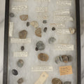 Lot 077 - Collection Of 20+ Ordovician Brachiopod Fossil Specimens In Riker Case, With Id Tags, Note Disorganized, Out Of Place, May Not Be Complete, As Found