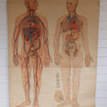Lot 001 - Large Vintage Circulation, Blood, And Lymph Canvas Medical Wall Map Chart Poster On Canvas, By Denoyer Geppert Co., Chicago, Made In U.S.A., Biocraft Brand, Circa 1950s, 41" x 54"
