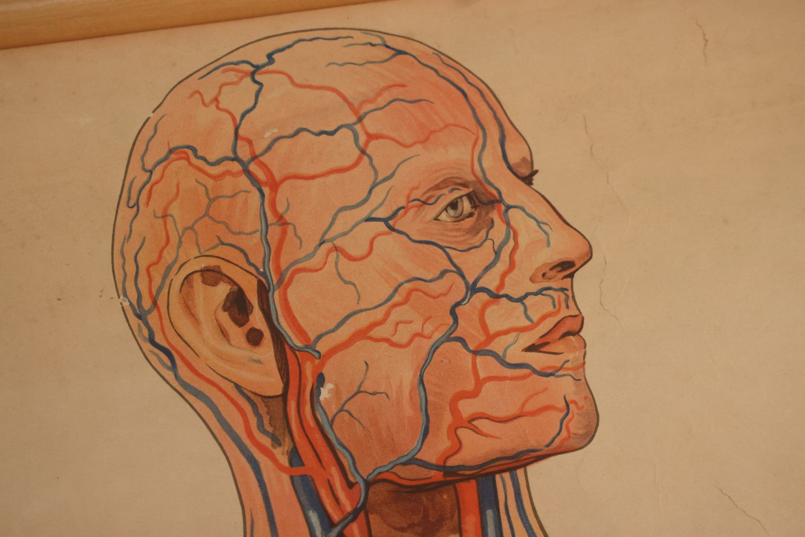 Lot 001 - Large Vintage Circulation, Blood, And Lymph Canvas Medical Wall Map Chart Poster On Canvas, By Denoyer Geppert Co., Chicago, Made In U.S.A., Biocraft Brand, Circa 1950s, 41" x 54"