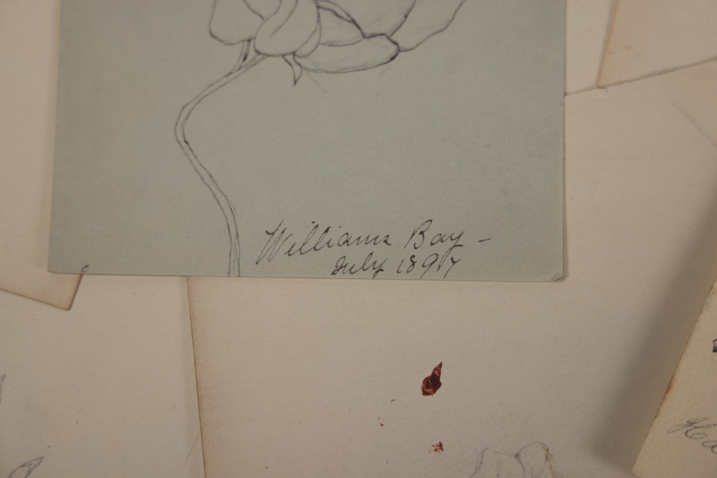 Lot 015 - Grouping Of 20+ Antique Original Hand Drawn Botanical Sketches Featuring Various Plants And Flowers, Some Dated Late 19th Century