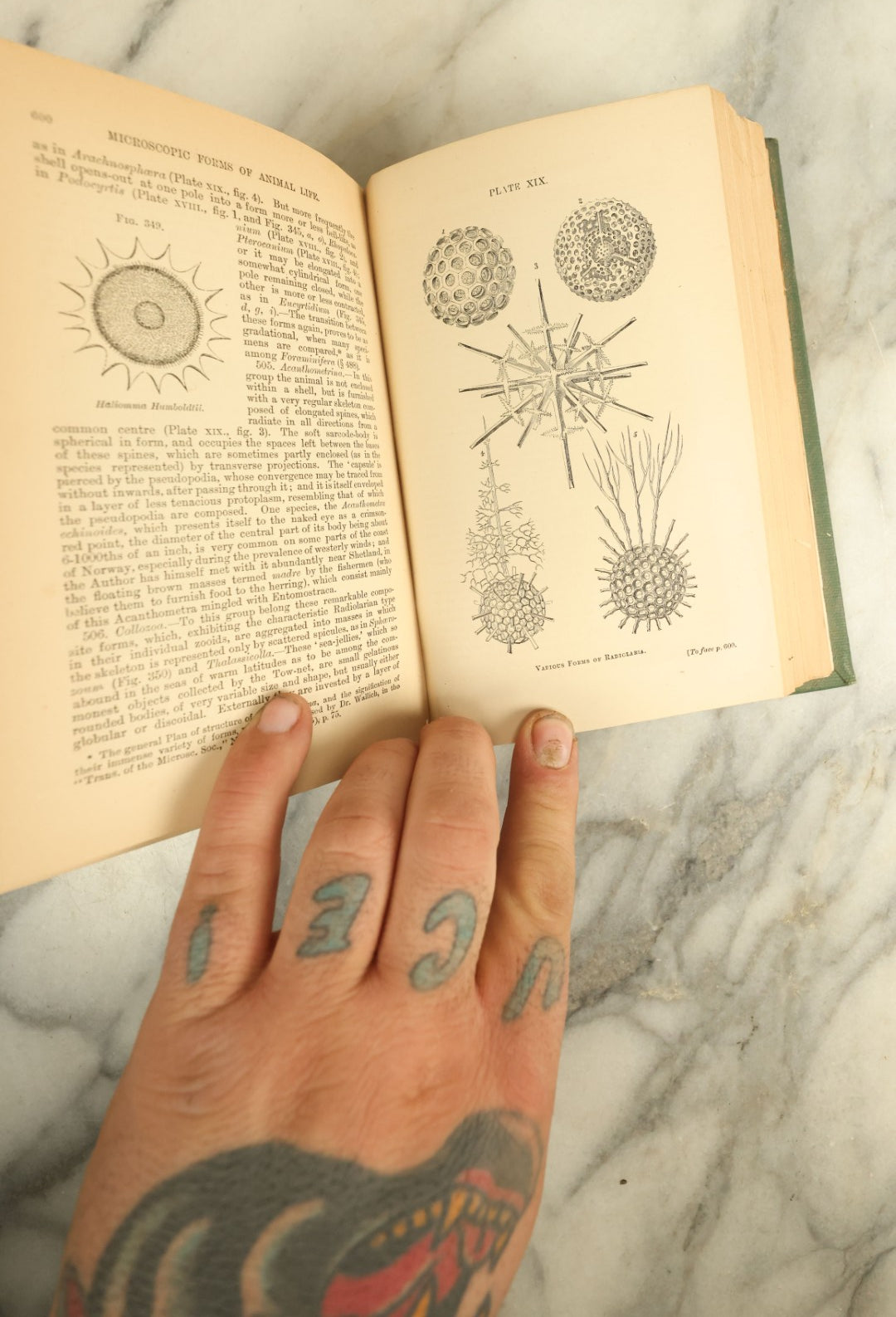 Lot 123 - "The Microscope And Its Revelations" Antique Book By William B. Carpenter, Illustrated By Twenty-Six Plates And Five Hundred Wood-Engravings, Published 1881