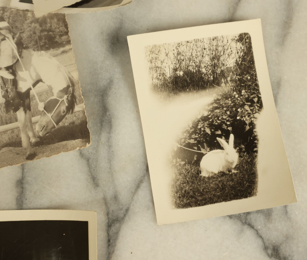 Lot 140 - Grouping Of 15+ Vintage Snapshot Photographs Of People And Their Pets, Including Cats, Dogs, A Bunny, And Turkeys
