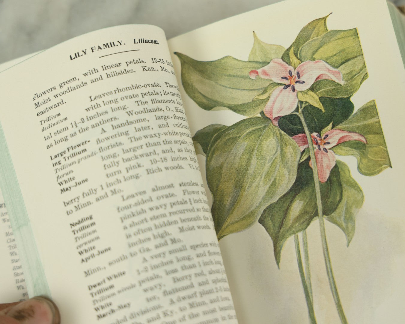 Lot 127 - "Field Book Of American Wild Flowers" Vintage Book By F. Schuyler Mathews, G.P. Putnam's Sons, Publisher, New York And London, Revised Edition Copyright 1927, Illustrated