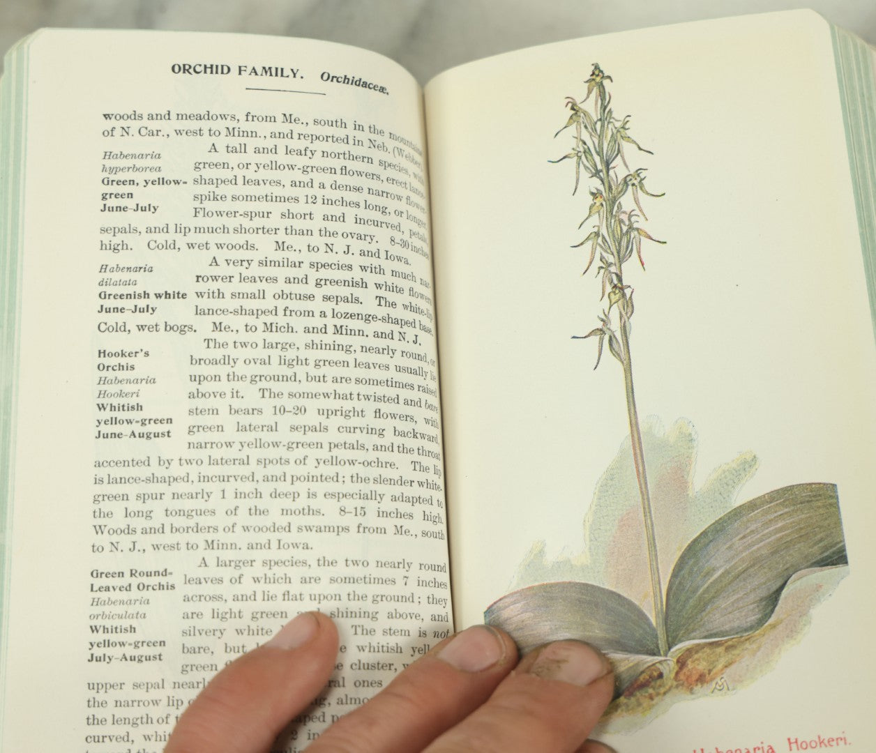 Lot 127 - "Field Book Of American Wild Flowers" Vintage Book By F. Schuyler Mathews, G.P. Putnam's Sons, Publisher, New York And London, Revised Edition Copyright 1927, Illustrated