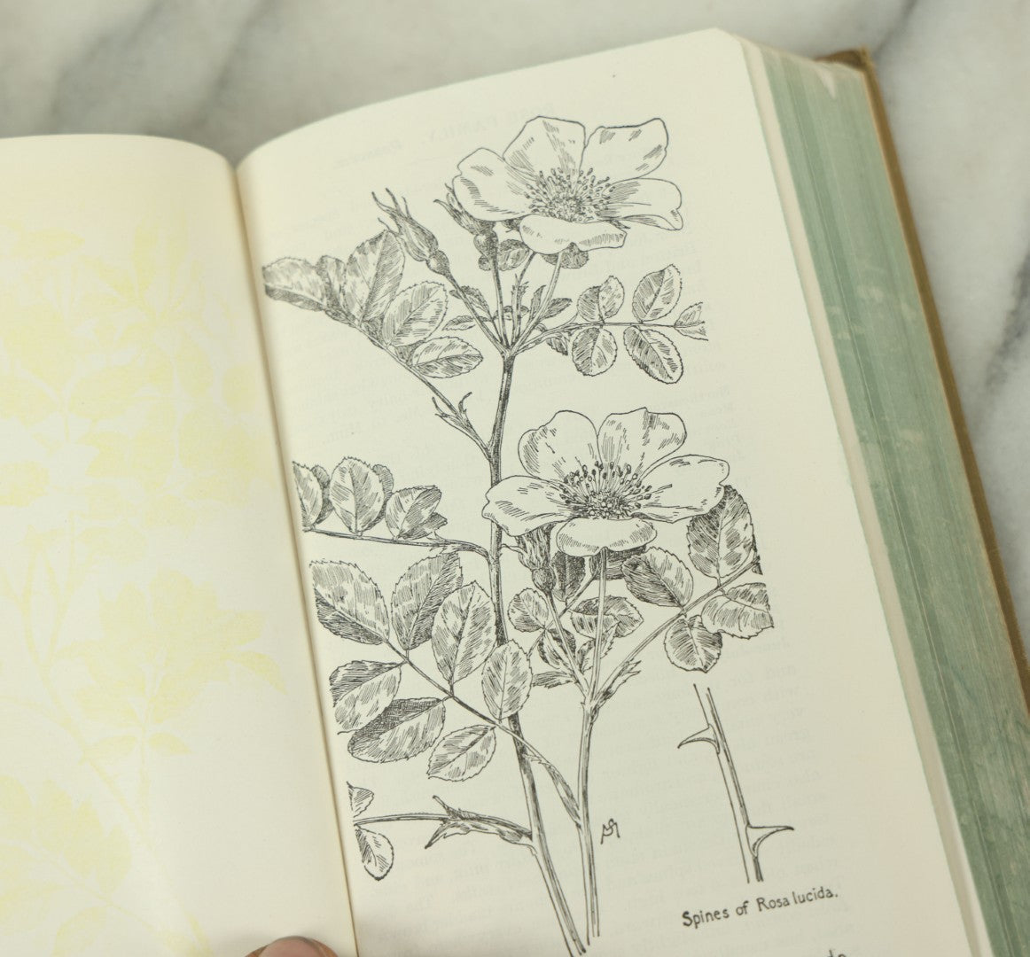 Lot 127 - "Field Book Of American Wild Flowers" Vintage Book By F. Schuyler Mathews, G.P. Putnam's Sons, Publisher, New York And London, Revised Edition Copyright 1927, Illustrated