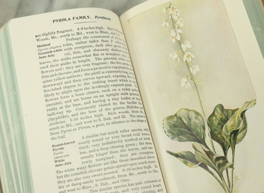 Lot 127 - "Field Book Of American Wild Flowers" Vintage Book By F. Schuyler Mathews, G.P. Putnam's Sons, Publisher, New York And London, Revised Edition Copyright 1927, Illustrated