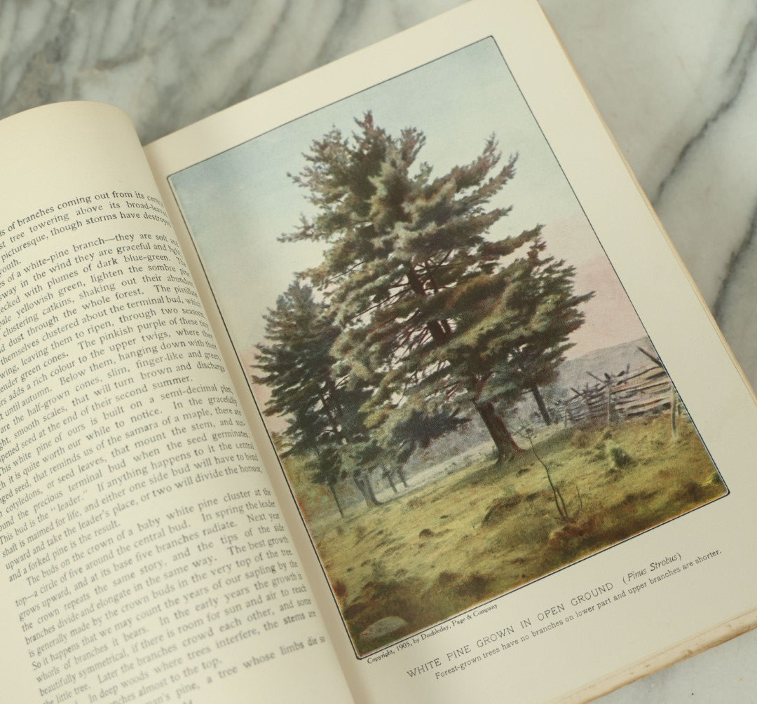 Lot 128 - "The Tree Book: A Popular Guide To A Knowledge Of The Trees Of North America" Antique Book By Julia Ellen Rogers, With 16 Plates In Colour, And 160 In Black And White, Doubleday, Page, And Company Publishers, New York, 1905