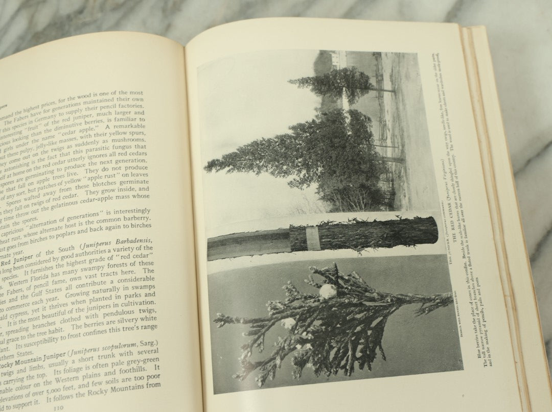 Lot 128 - "The Tree Book: A Popular Guide To A Knowledge Of The Trees Of North America" Antique Book By Julia Ellen Rogers, With 16 Plates In Colour, And 160 In Black And White, Doubleday, Page, And Company Publishers, New York, 1905