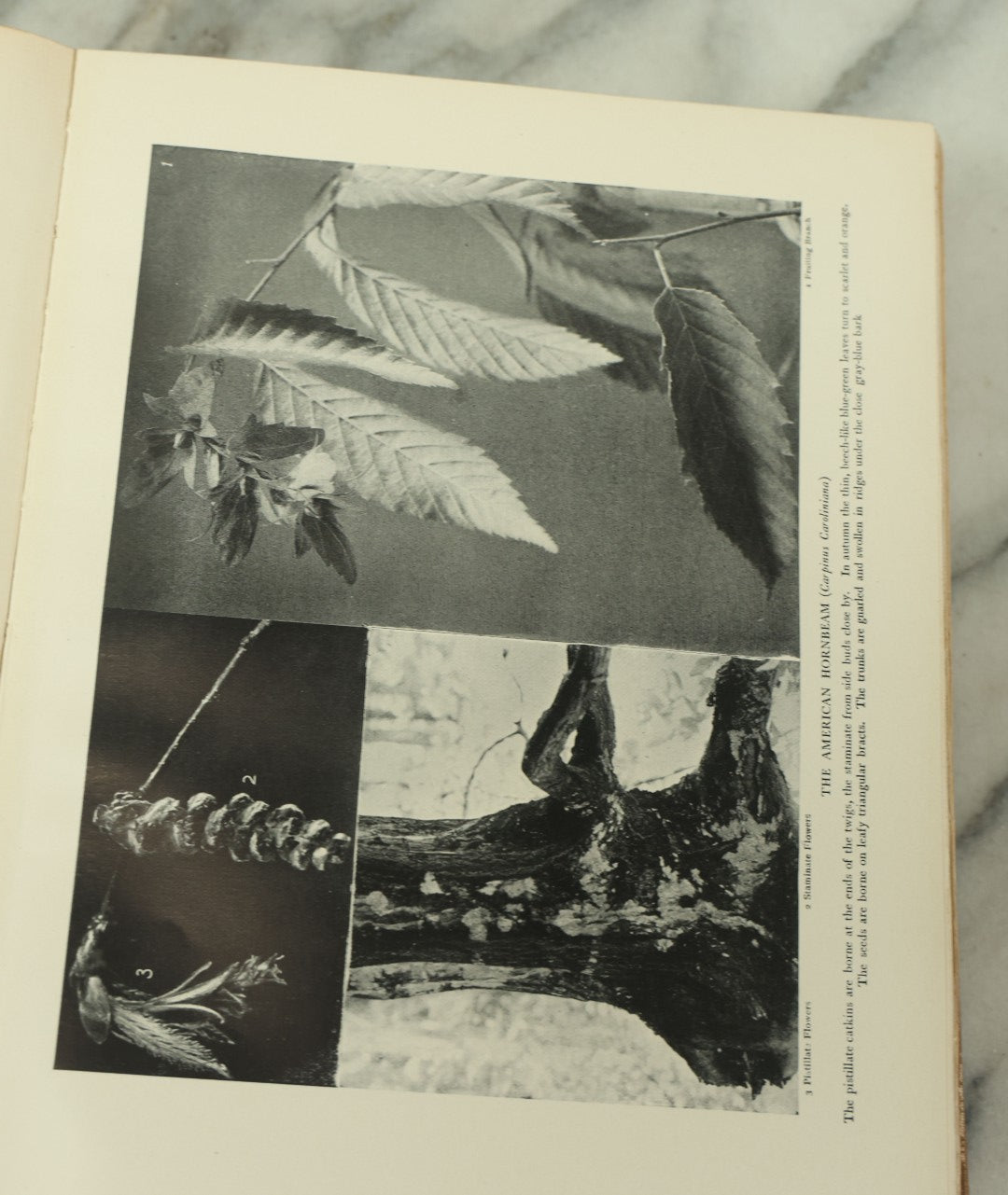 Lot 128 - "The Tree Book: A Popular Guide To A Knowledge Of The Trees Of North America" Antique Book By Julia Ellen Rogers, With 16 Plates In Colour, And 160 In Black And White, Doubleday, Page, And Company Publishers, New York, 1905