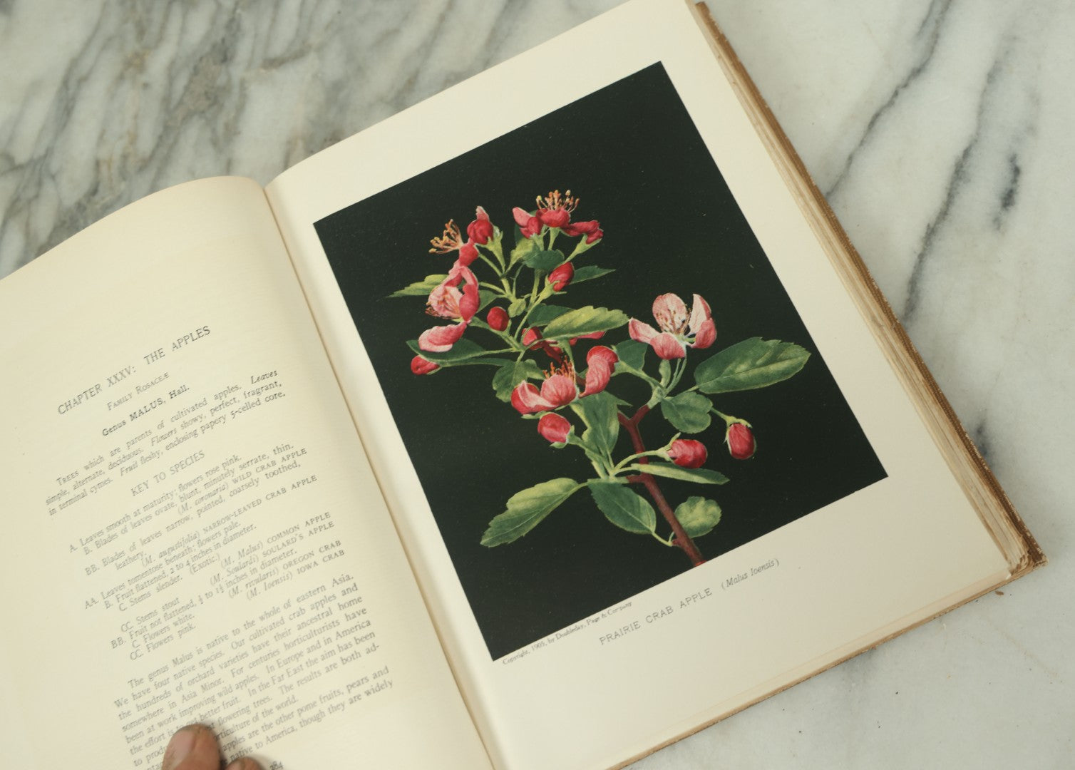 Lot 128 - "The Tree Book: A Popular Guide To A Knowledge Of The Trees Of North America" Antique Book By Julia Ellen Rogers, With 16 Plates In Colour, And 160 In Black And White, Doubleday, Page, And Company Publishers, New York, 1905