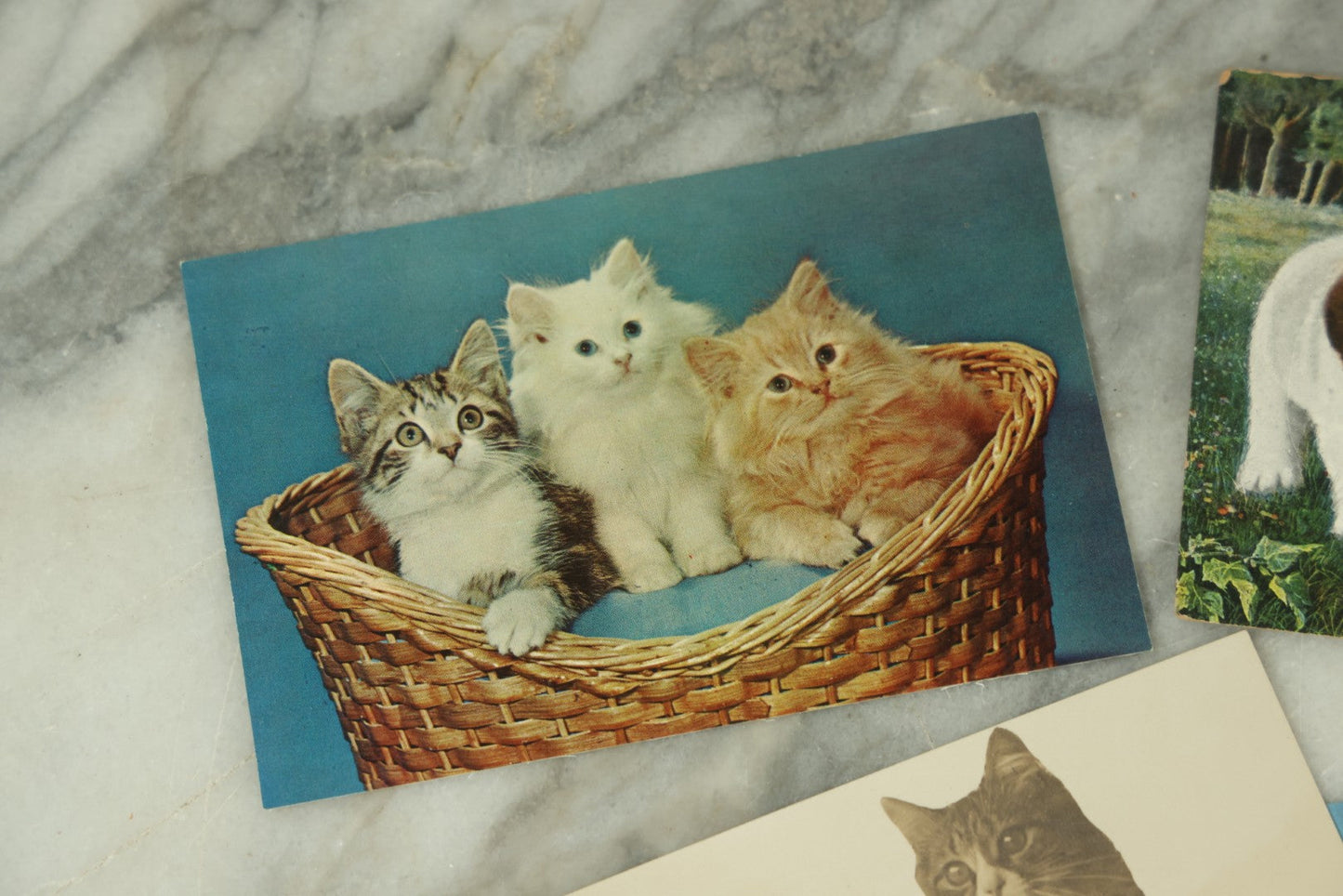 Lot 086 - Grouping Of Nine Vintage Photographic Cat Postcards, Dog Postcard, Including Siamese Cats, And More