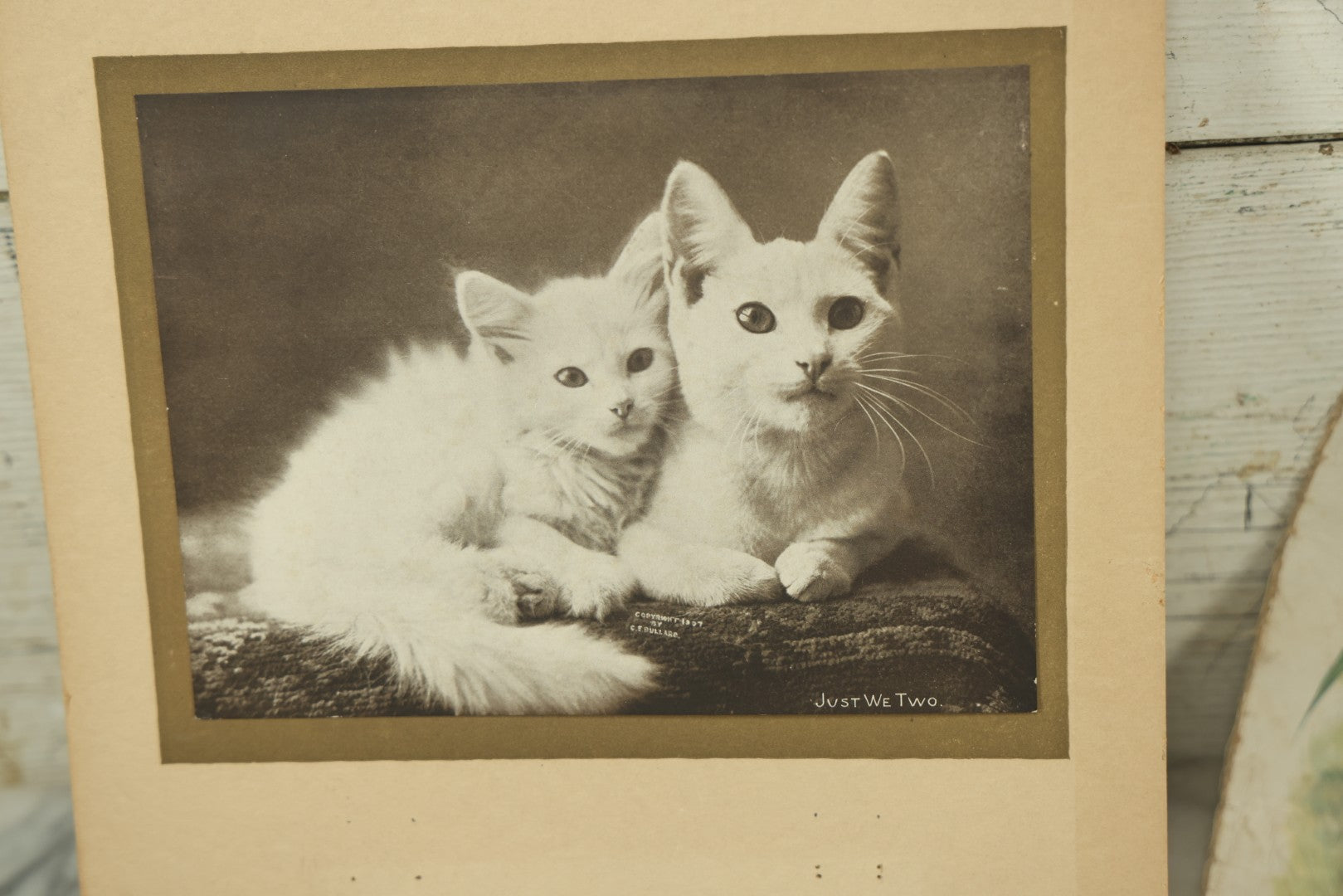 Lot 088 - Grouping Of Eight Pieces Of Cat And Dog Ephemera Including Partial White Cat Calendar, Fish Diagram, Dog Litho, Etc., 