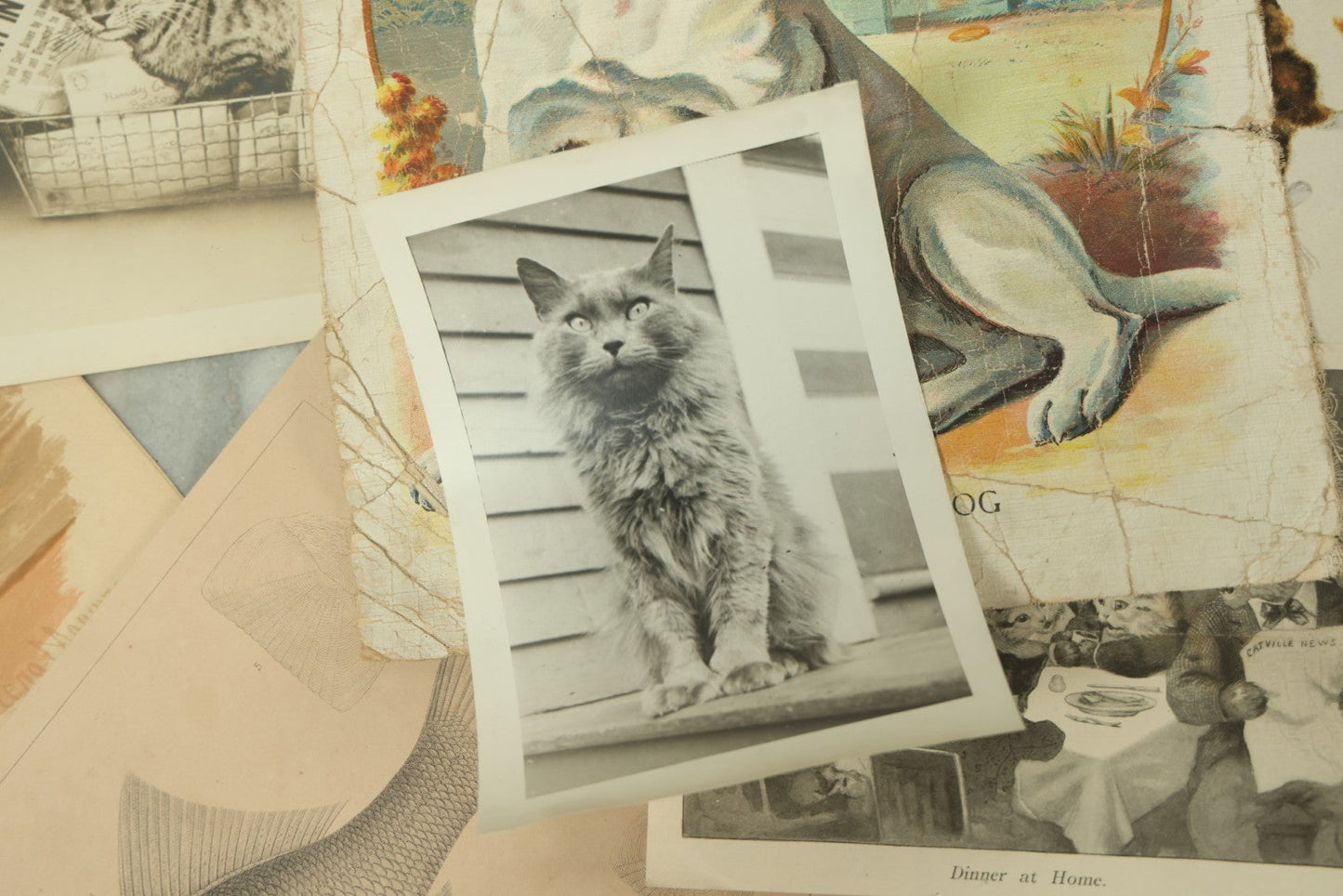Lot 088 - Grouping Of Eight Pieces Of Cat And Dog Ephemera Including Partial White Cat Calendar, Fish Diagram, Dog Litho, Etc., 