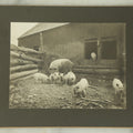 Lot 117 - Antique Boarded Photograph Of A Momma Pig And Her Piglets In A Pig Pen, Farm Photo