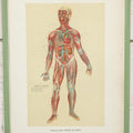 Lot 022 - Antique Medical Anatomy Bookplate Print Of The Muscles, Veins, Arteries, And Nerves, In Frame, 11-3/4" x 13-3/4"