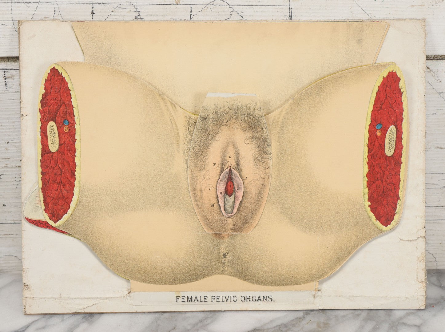 Lot 023 - Antique Medical Anatomy Bookplate Fold Out Diagram Of The Female Pelvic Organs, Folds Out To Show Details Of Anatomy, Mounted To Board, 14-1/2" x 10-1/2"
