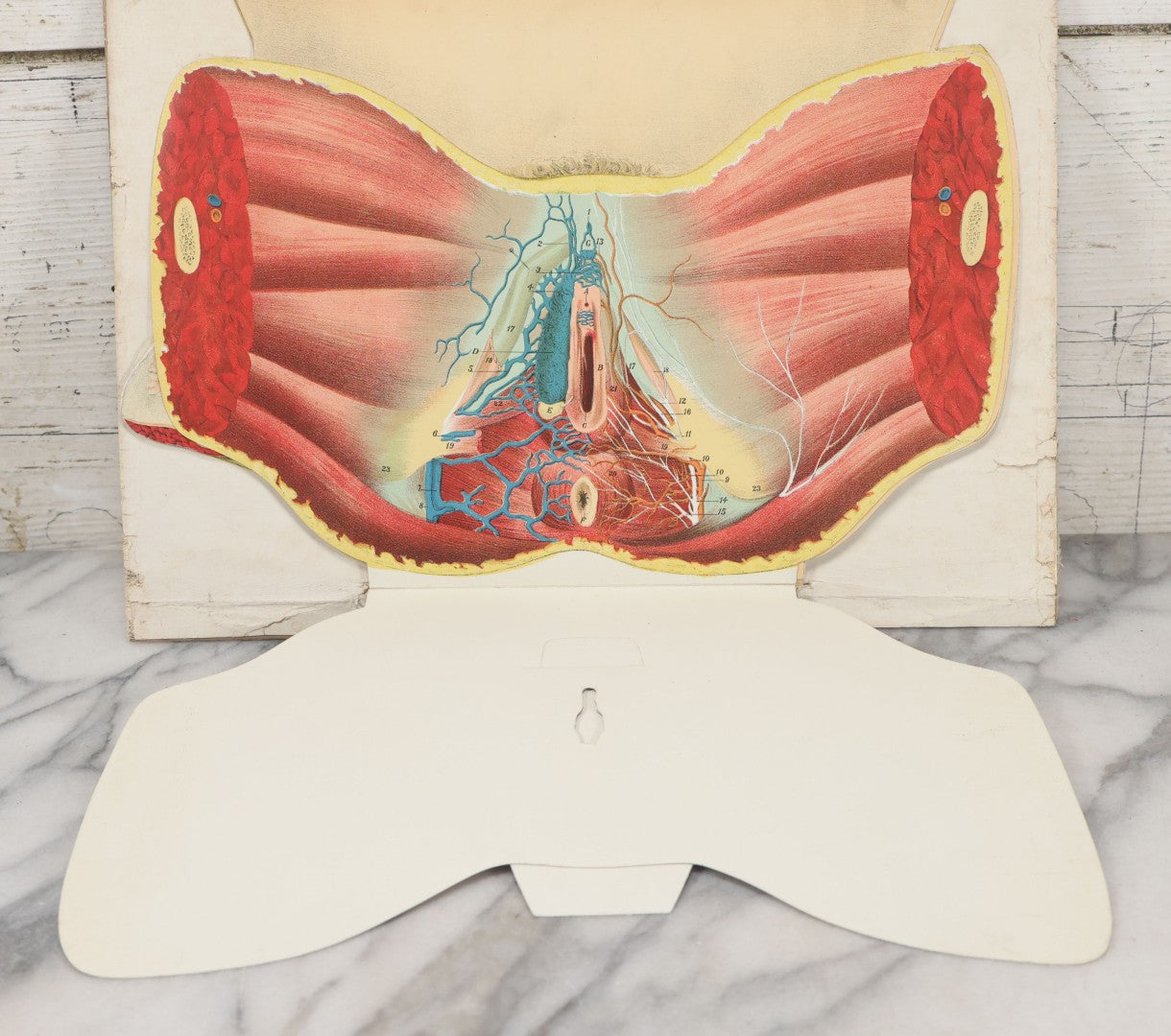 Lot 023 - Antique Medical Anatomy Bookplate Fold Out Diagram Of The Female Pelvic Organs, Folds Out To Show Details Of Anatomy, Mounted To Board, 14-1/2" x 10-1/2"