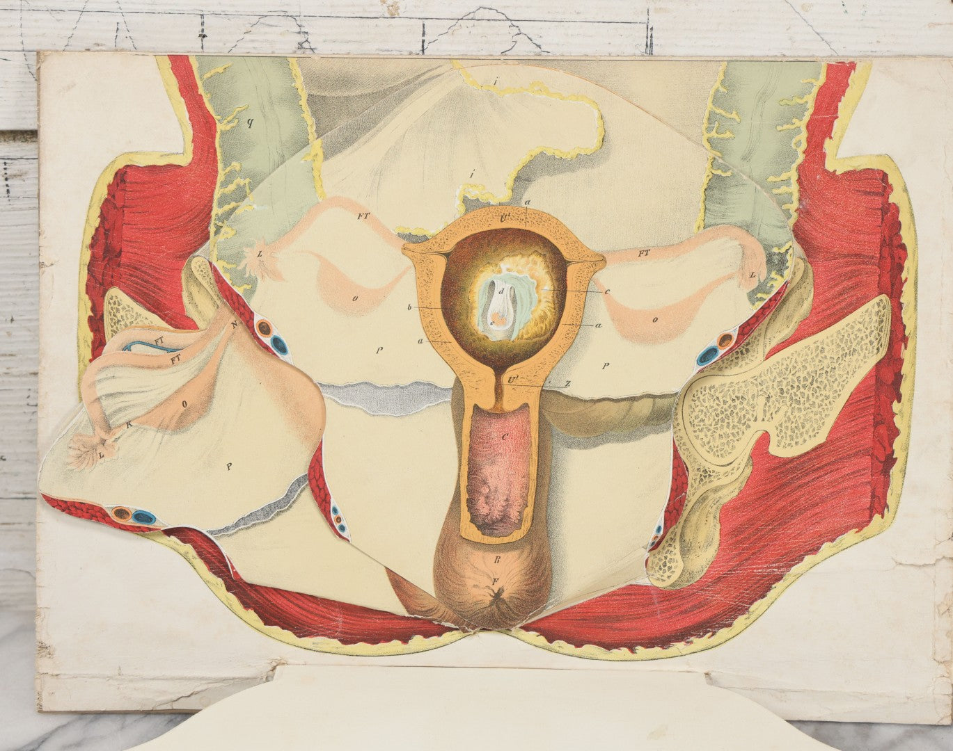 Lot 023 - Antique Medical Anatomy Bookplate Fold Out Diagram Of The Female Pelvic Organs, Folds Out To Show Details Of Anatomy, Mounted To Board, 14-1/2" x 10-1/2"