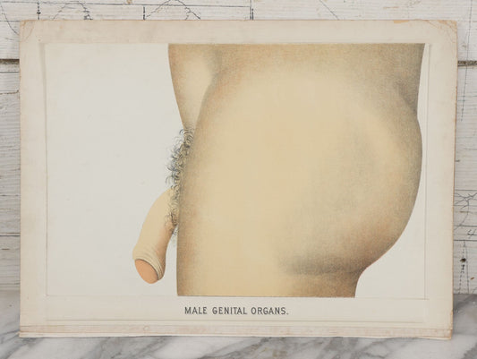 Lot 024 - Antique Medical Anatomy Bookplate Fold Out Double Sided Diagrams Of The Male Genital Organs And Upper And Lower Extremities (Arms And Legs), Folds Out To Show Details Of Anatomy, 14-1/2" x 10-1/2"