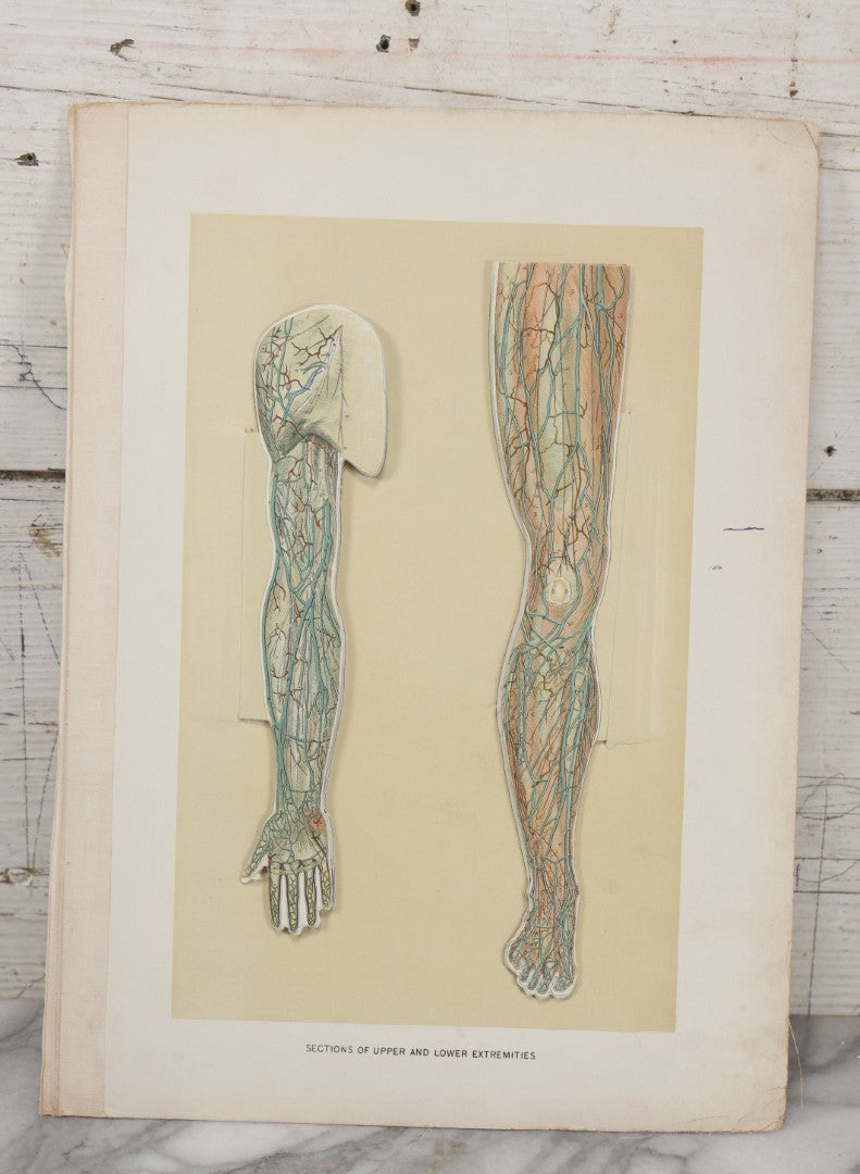 Lot 024 - Antique Medical Anatomy Bookplate Fold Out Double Sided Diagrams Of The Male Genital Organs And Upper And Lower Extremities (Arms And Legs), Folds Out To Show Details Of Anatomy, 14-1/2" x 10-1/2"