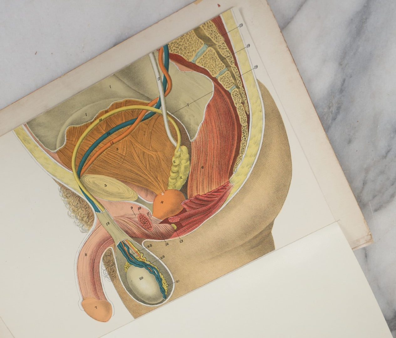 Lot 024 - Antique Medical Anatomy Bookplate Fold Out Double Sided Diagrams Of The Male Genital Organs And Upper And Lower Extremities (Arms And Legs), Folds Out To Show Details Of Anatomy, 14-1/2" x 10-1/2"