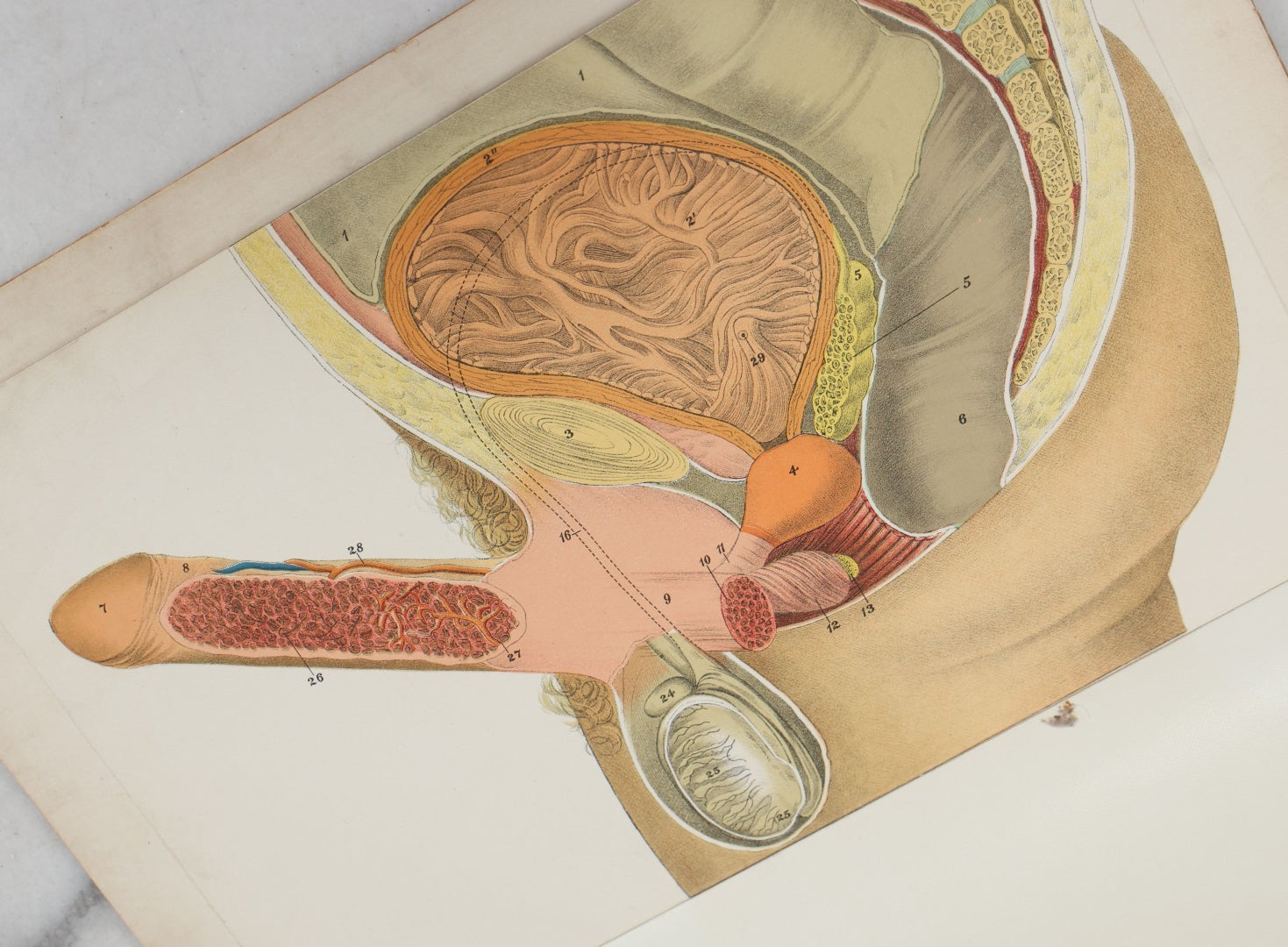 Lot 024 - Antique Medical Anatomy Bookplate Fold Out Double Sided Diagrams Of The Male Genital Organs And Upper And Lower Extremities (Arms And Legs), Folds Out To Show Details Of Anatomy, 14-1/2" x 10-1/2"
