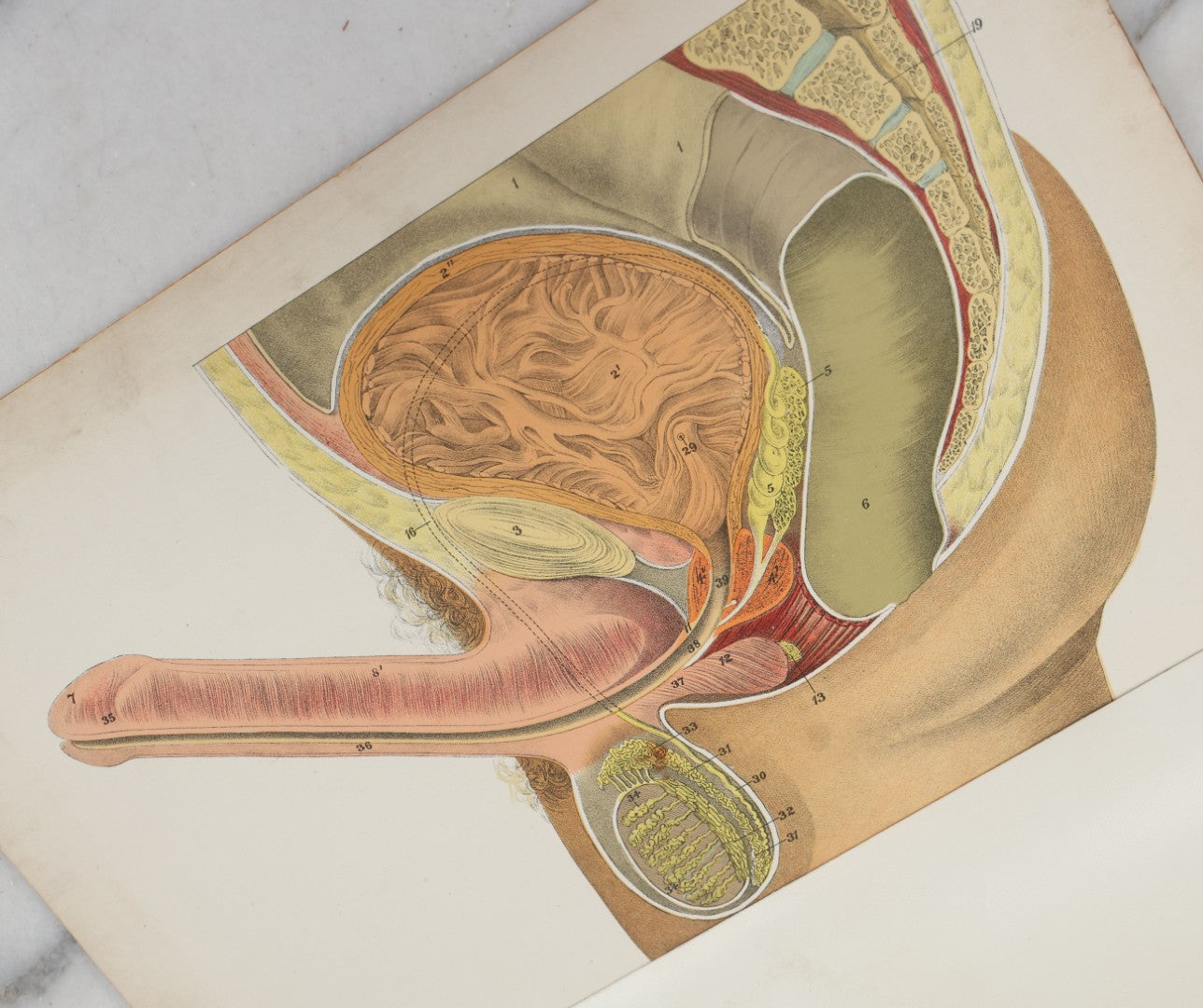 Lot 024 - Antique Medical Anatomy Bookplate Fold Out Double Sided Diagrams Of The Male Genital Organs And Upper And Lower Extremities (Arms And Legs), Folds Out To Show Details Of Anatomy, 14-1/2" x 10-1/2"