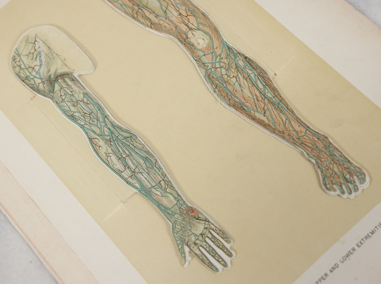 Lot 024 - Antique Medical Anatomy Bookplate Fold Out Double Sided Diagrams Of The Male Genital Organs And Upper And Lower Extremities (Arms And Legs), Folds Out To Show Details Of Anatomy, 14-1/2" x 10-1/2"