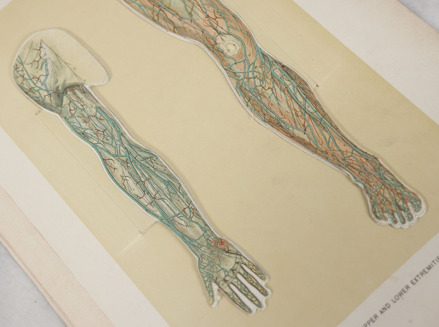 Lot 024 - Antique Medical Anatomy Bookplate Fold Out Double Sided Diagrams Of The Male Genital Organs And Upper And Lower Extremities (Arms And Legs), Folds Out To Show Details Of Anatomy, 14-1/2" x 10-1/2"