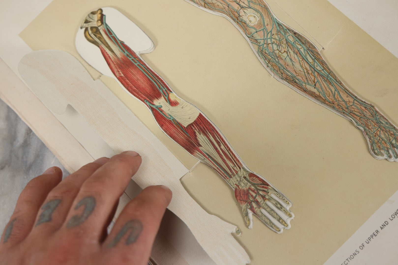 Lot 024 - Antique Medical Anatomy Bookplate Fold Out Double Sided Diagrams Of The Male Genital Organs And Upper And Lower Extremities (Arms And Legs), Folds Out To Show Details Of Anatomy, 14-1/2" x 10-1/2"