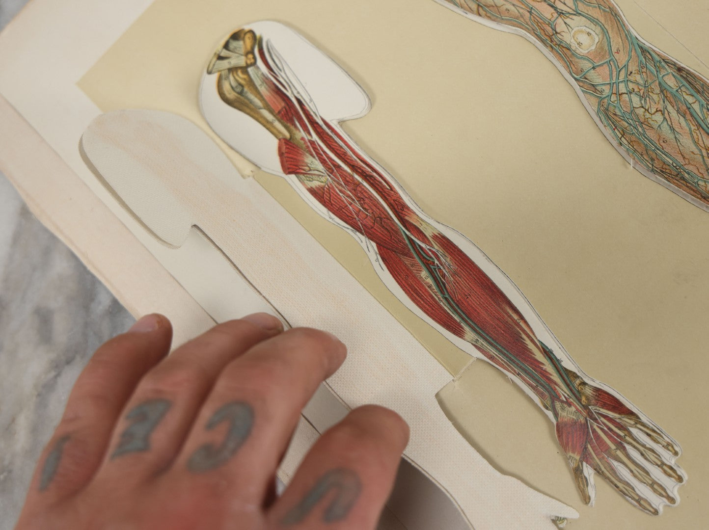 Lot 024 - Antique Medical Anatomy Bookplate Fold Out Double Sided Diagrams Of The Male Genital Organs And Upper And Lower Extremities (Arms And Legs), Folds Out To Show Details Of Anatomy, 14-1/2" x 10-1/2"