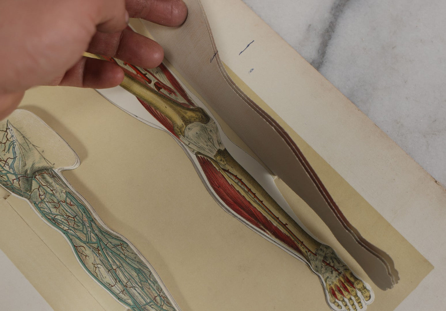 Lot 024 - Antique Medical Anatomy Bookplate Fold Out Double Sided Diagrams Of The Male Genital Organs And Upper And Lower Extremities (Arms And Legs), Folds Out To Show Details Of Anatomy, 14-1/2" x 10-1/2"