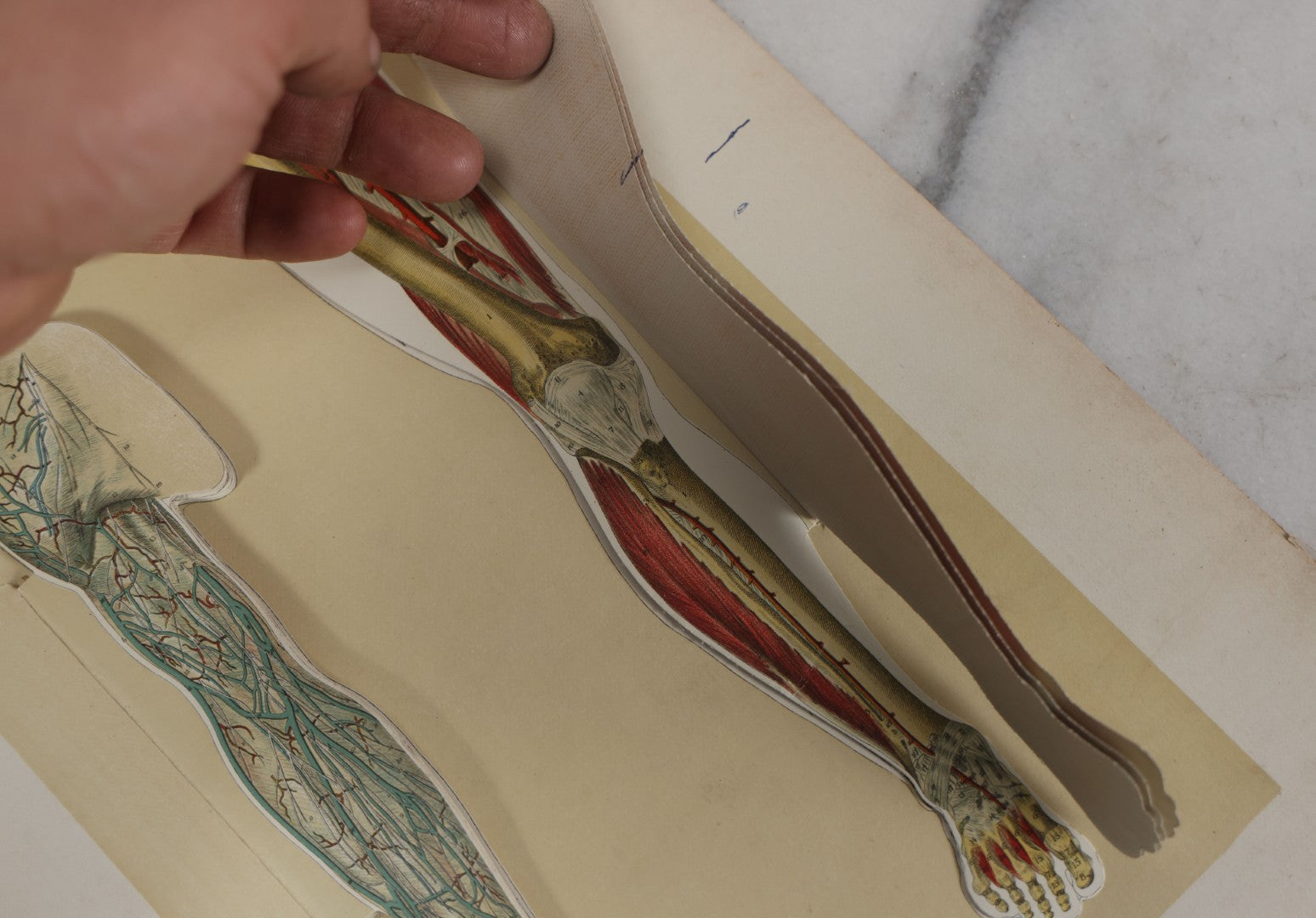 Lot 024 - Antique Medical Anatomy Bookplate Fold Out Double Sided Diagrams Of The Male Genital Organs And Upper And Lower Extremities (Arms And Legs), Folds Out To Show Details Of Anatomy, 14-1/2" x 10-1/2"