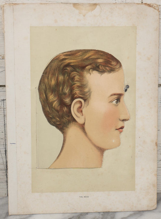 Lot 025 - Antique Medical Anatomy Bookplate Fold Out Double Sided Diagrams Of The Head And The Eye And Ear, Folds Out To Show Details Of Anatomy, 10-1/2" x 14-1/2"