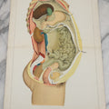 Lot 026 - Antique Medical Anatomy Bookplate Fold Out Double Wide Diagram Of The Sectional View Of The Female, 14-1/2" x 20-7/8"
