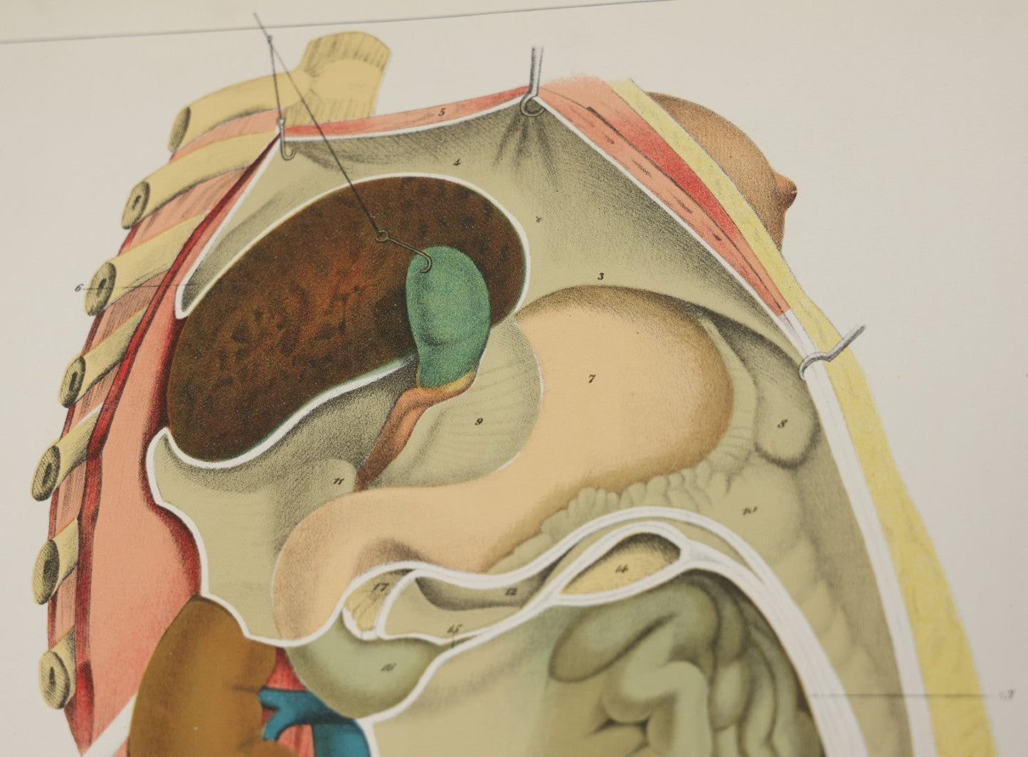 Lot 026 - Antique Medical Anatomy Bookplate Fold Out Double Wide Diagram Of The Sectional View Of The Female, 14-1/2" x 20-7/8"