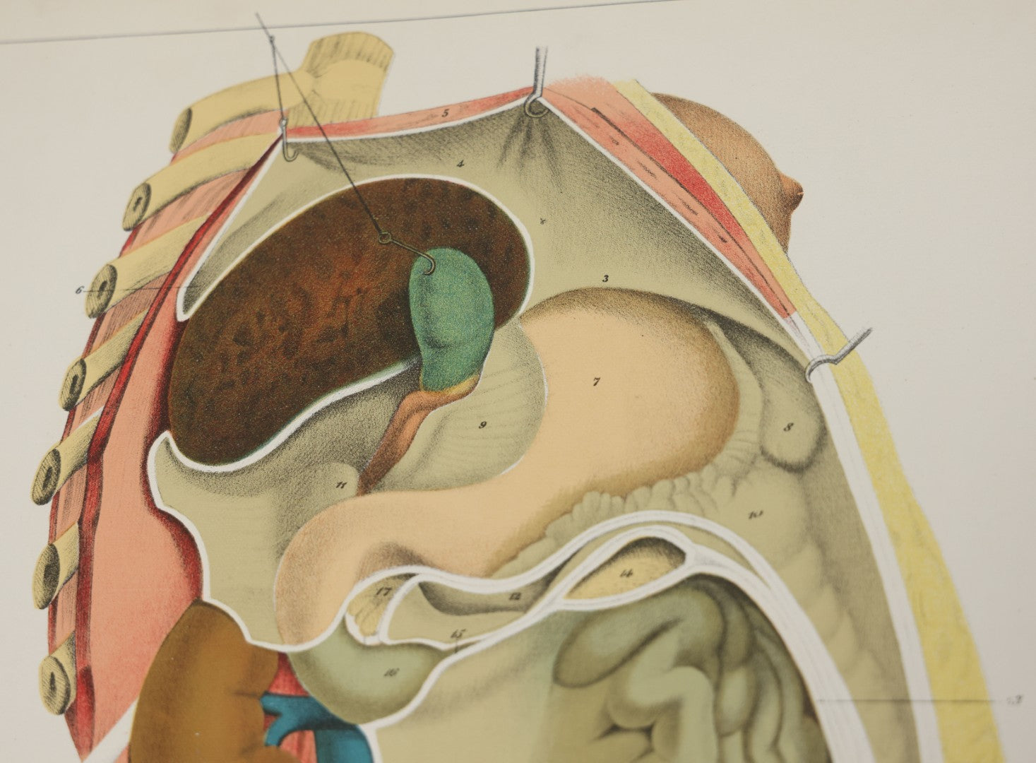 Lot 026 - Antique Medical Anatomy Bookplate Fold Out Double Wide Diagram Of The Sectional View Of The Female, 14-1/2" x 20-7/8"