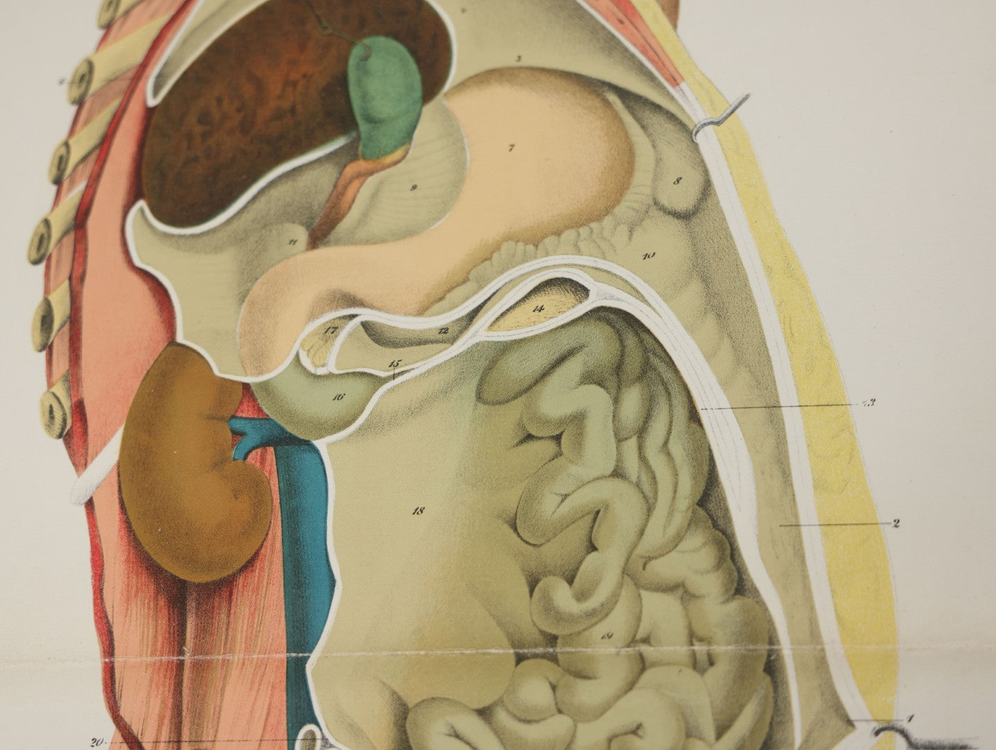 Lot 026 - Antique Medical Anatomy Bookplate Fold Out Double Wide Diagram Of The Sectional View Of The Female, 14-1/2" x 20-7/8"