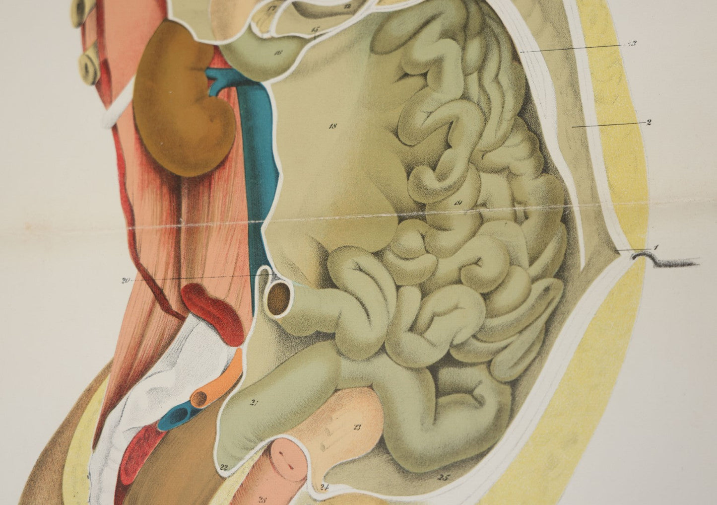 Lot 026 - Antique Medical Anatomy Bookplate Fold Out Double Wide Diagram Of The Sectional View Of The Female, 14-1/2" x 20-7/8"