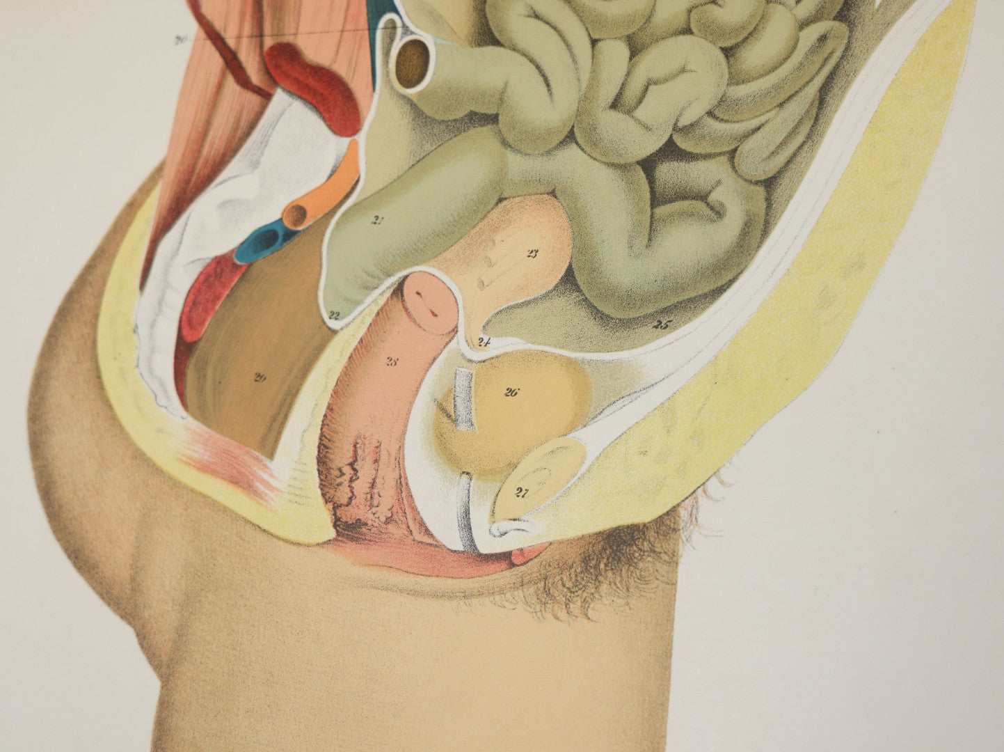 Lot 026 - Antique Medical Anatomy Bookplate Fold Out Double Wide Diagram Of The Sectional View Of The Female, 14-1/2" x 20-7/8"