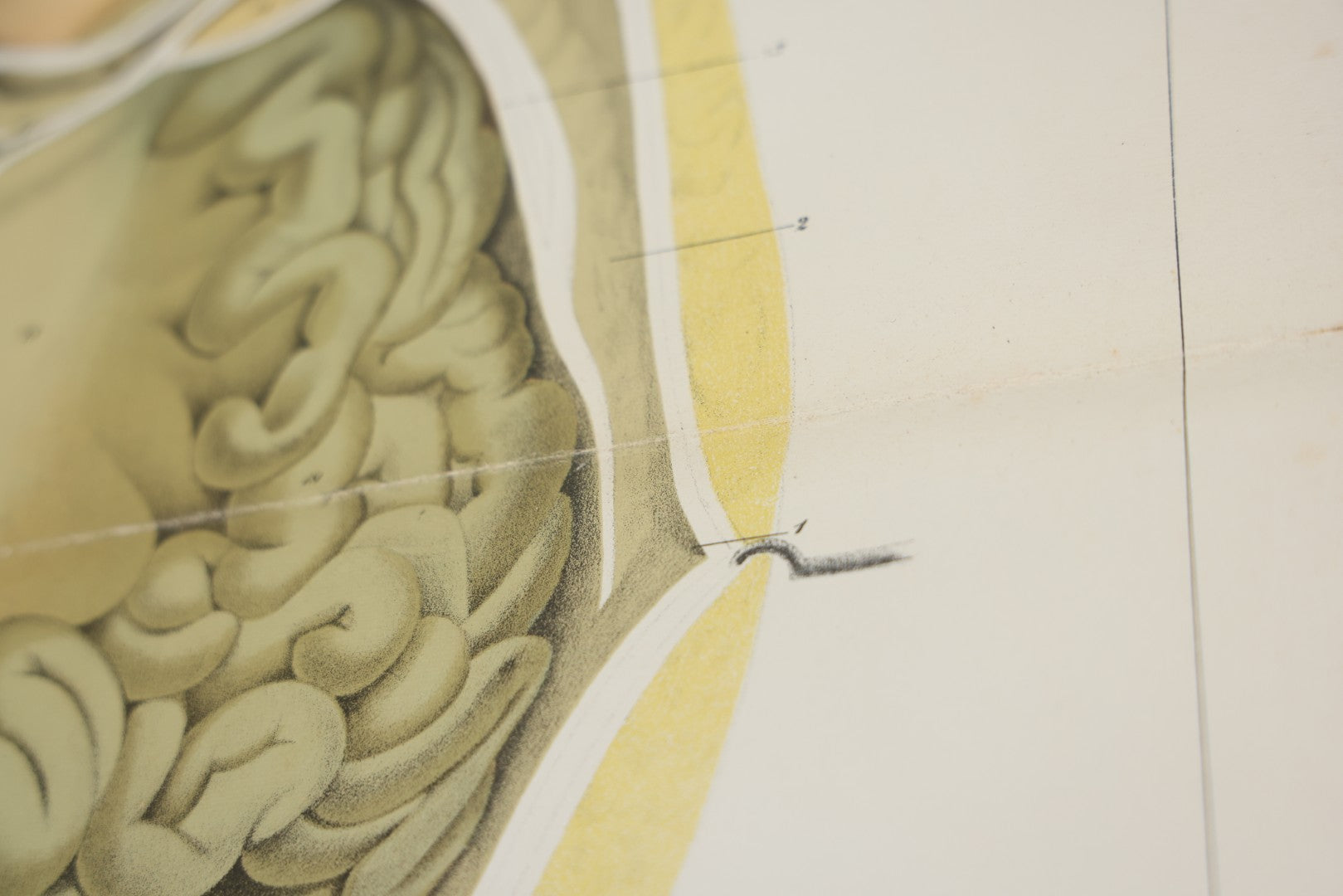 Lot 026 - Antique Medical Anatomy Bookplate Fold Out Double Wide Diagram Of The Sectional View Of The Female, 14-1/2" x 20-7/8"